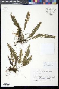 Media resource of Grammitis asplenifolia