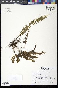 Grammitis asplenifolia image