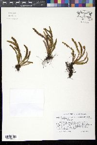 Media resource of Grammitis knowltoniorum