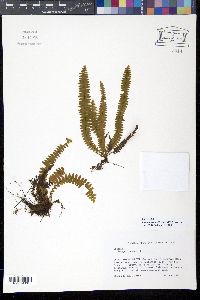 Media resource of Grammitis mollissima