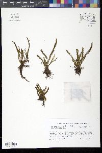 Image of Micropolypodium serricula