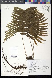 Polypodium loriceum image