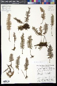 Polypodium polypodioides image