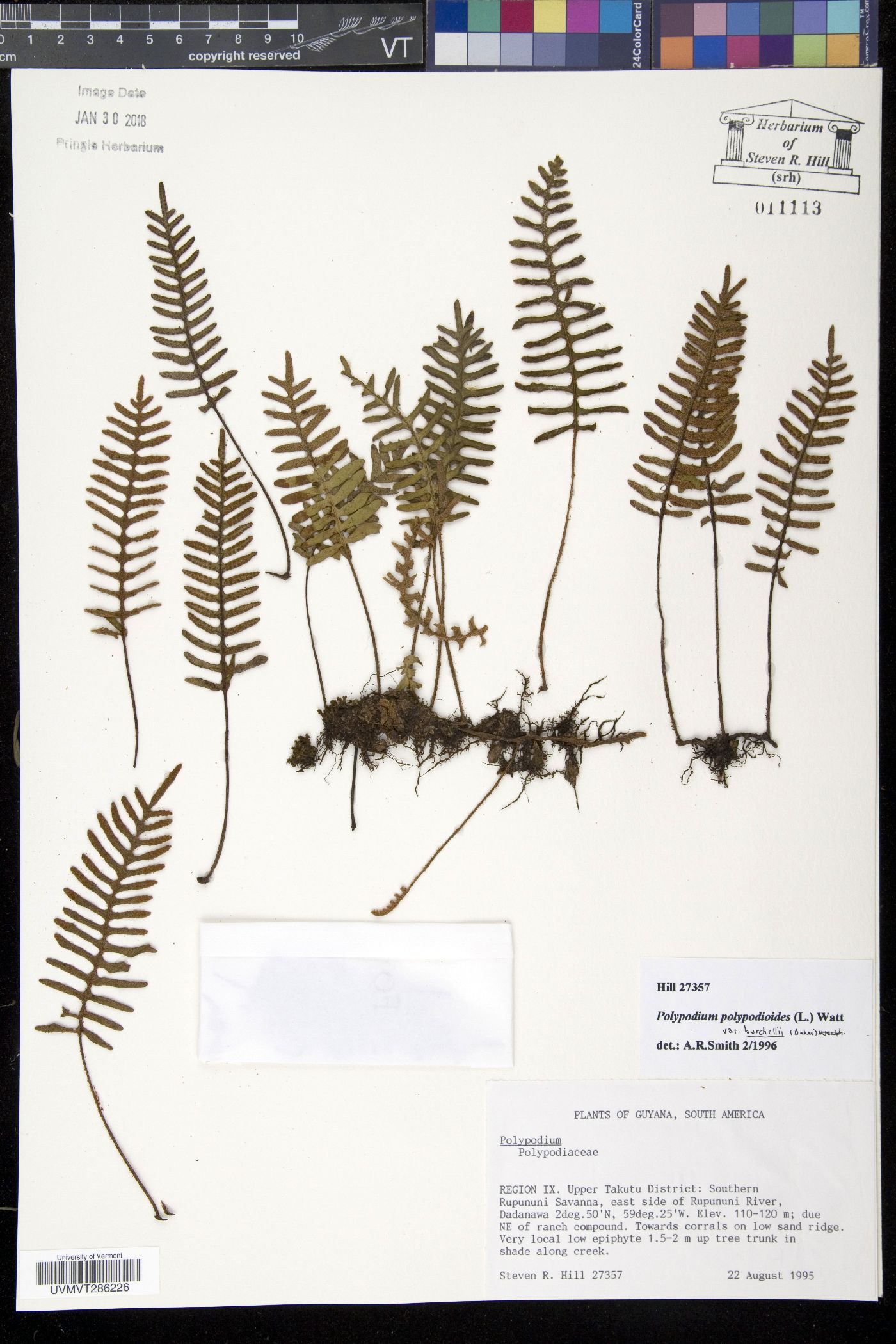 Polypodium polypodioides var. burchellii image