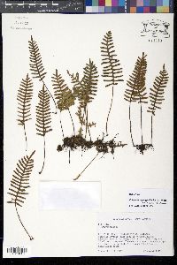 Polypodium polypodioides image