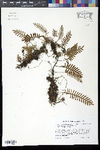 Pleopeltis polypodioides image