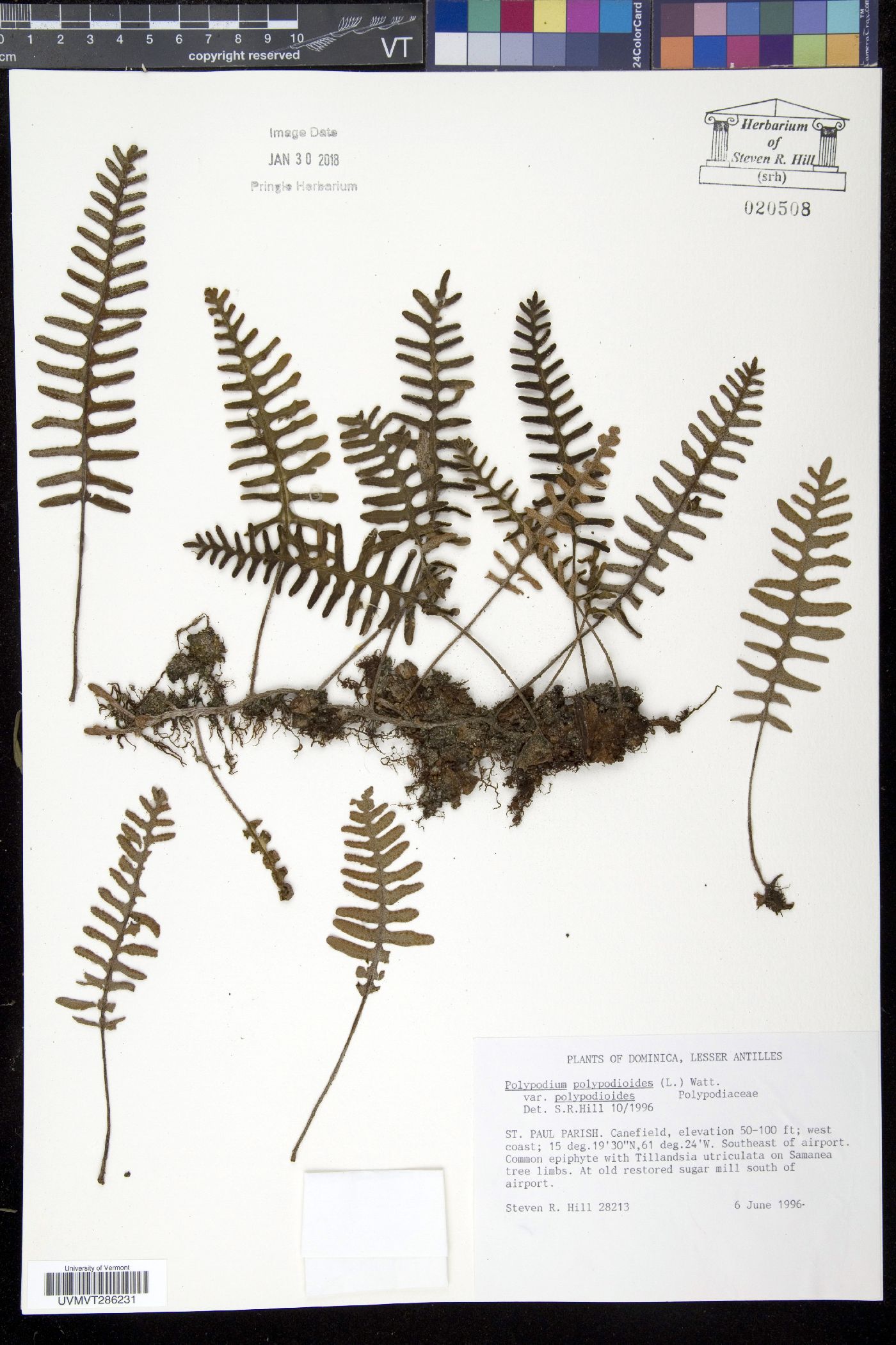 Polypodium polypodioides var. polypodioides image