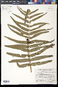 Image of Polypodium subpetiolatum