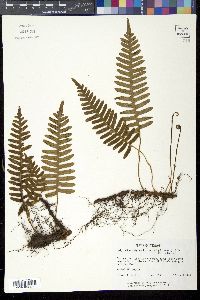 Polypodium vulgare var. virginianum image