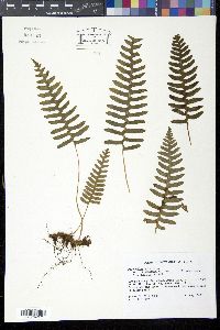 Polypodium vulgare var. virginianum image