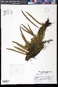 Pleopeltis astrolepis image