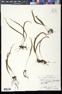 Lepisorus thunbergianus image