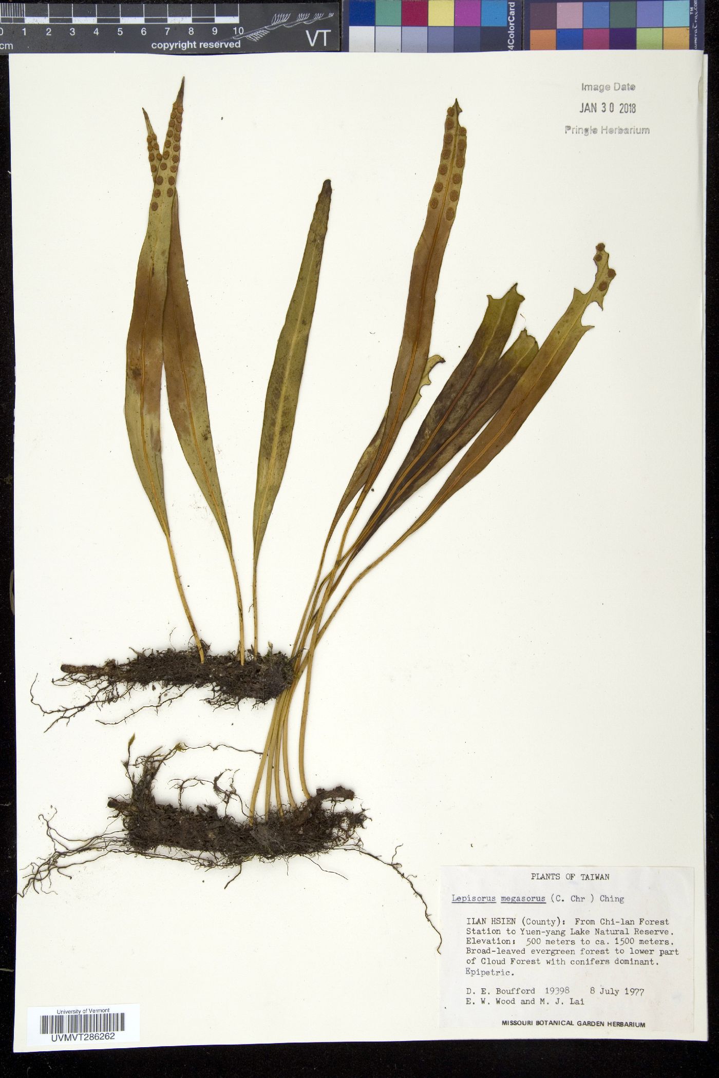Lepisorus megasorus image