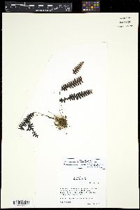 Image of Terpsichore asplenifolia