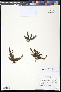 Image of Mycopteris subtilis