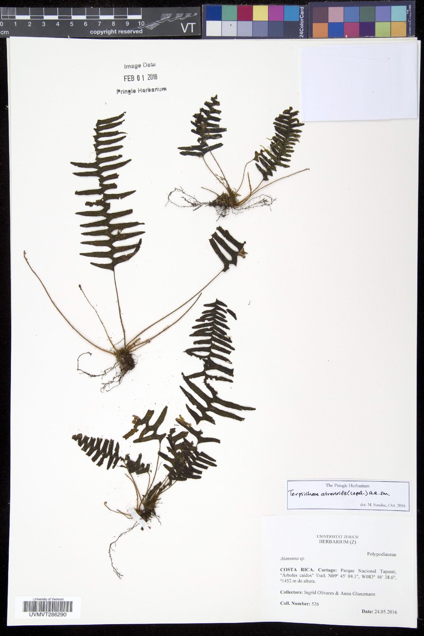 Terpsichore atroviridis image
