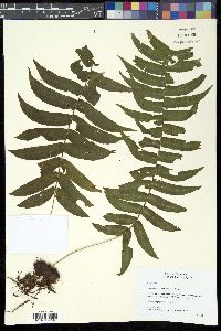 Media resource of Serpocaulon dissimile
