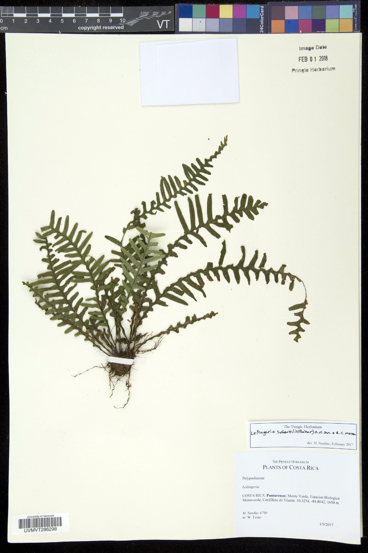 Lellingeria subsessilis image