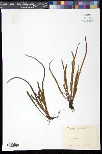 Image of Cochlidium seminudum