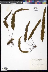 Enterosora trifurcata image