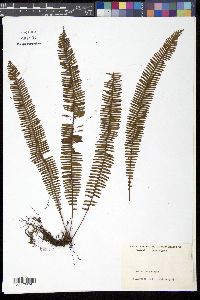 Image of Mycopteris taxifolia