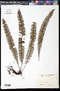 Mycopteris taxifolia image