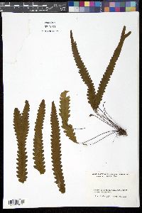 Enterosora trifurcata image