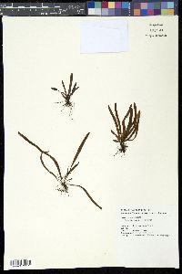Media resource of Oreogrammitis fenicis