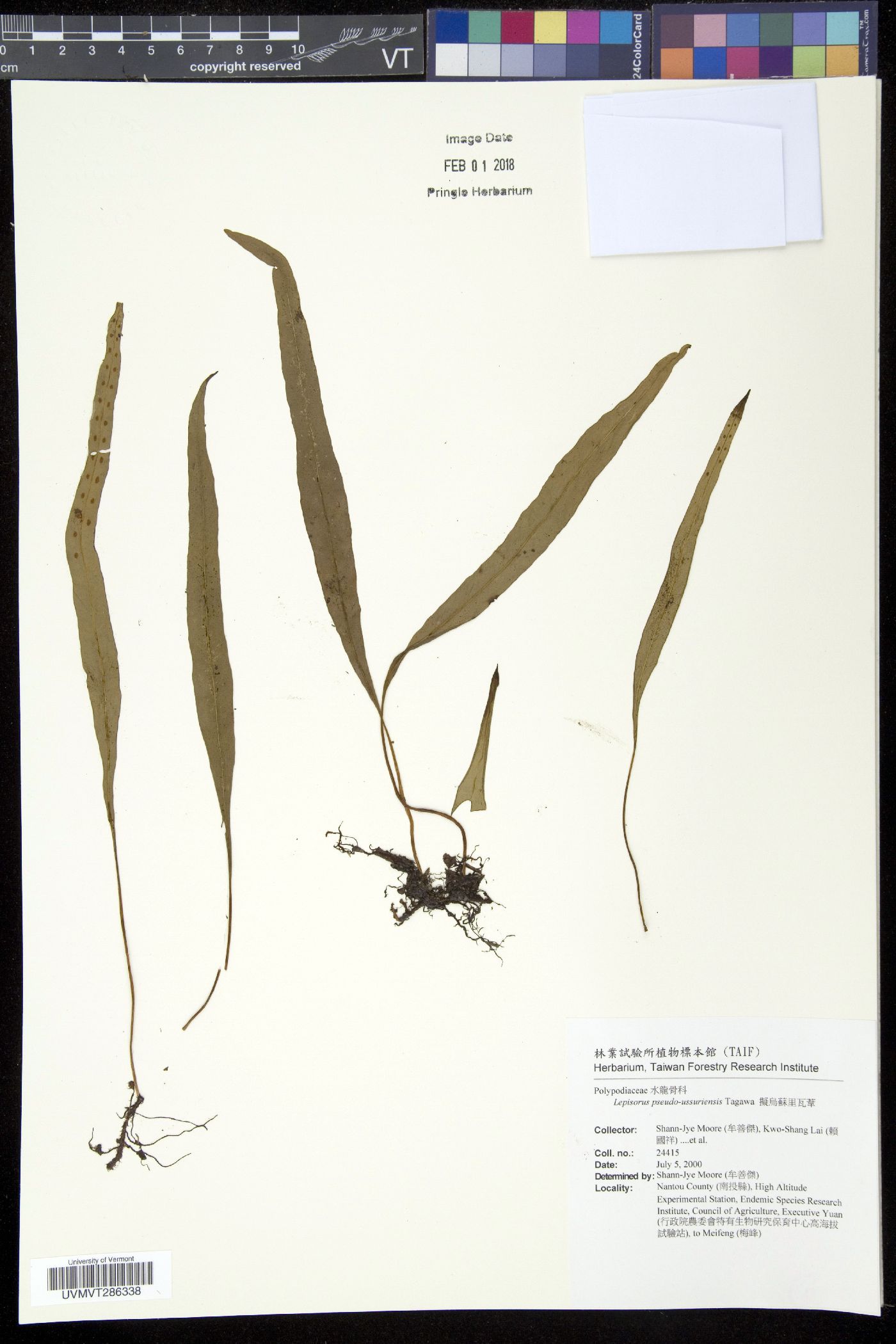 Lepisorus pseudoussuriensis image