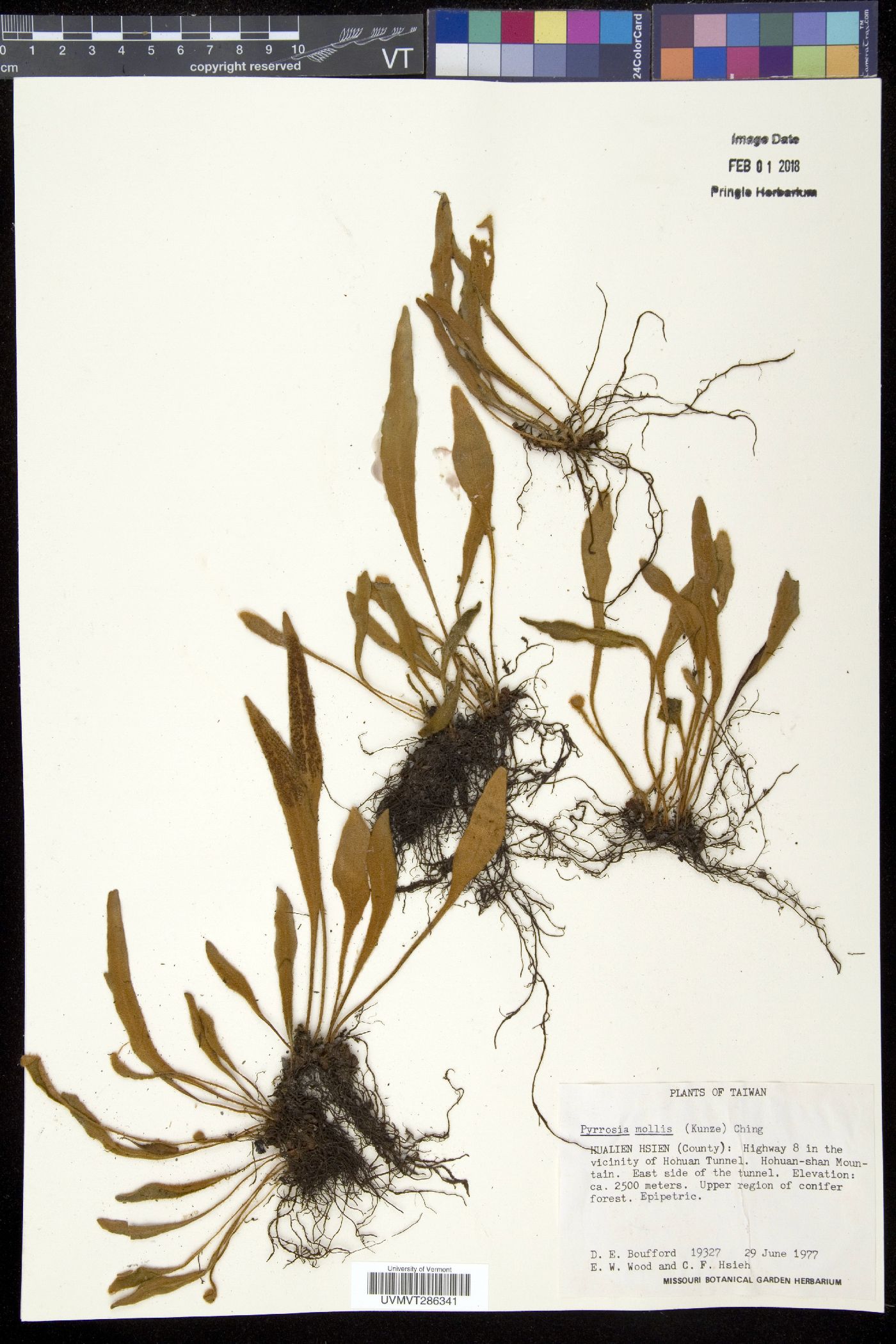 Pyrrosia mollis image