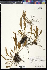 Image of Pyrrosia mollis