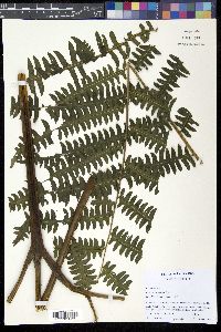 Pteris navarrensis image