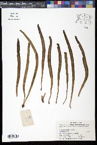 Media resource of Vittaria fudzinoi