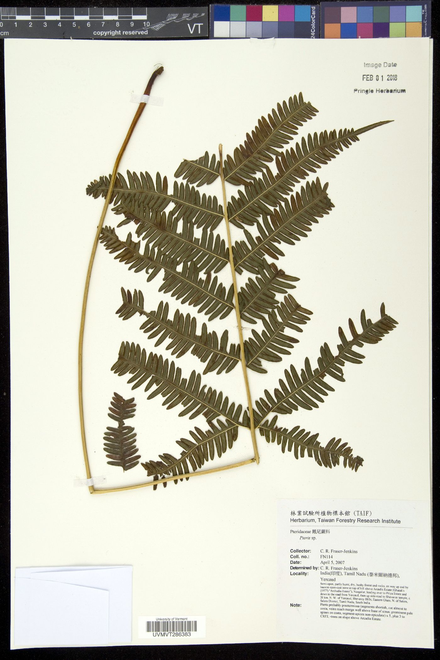 Pteris praetermissa image