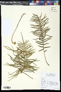 Pteris longifolia image