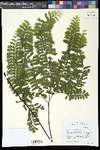 Adiantum aleuticum image