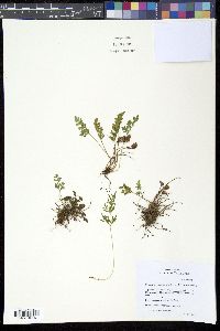 Cryptogramma acrostichoides image