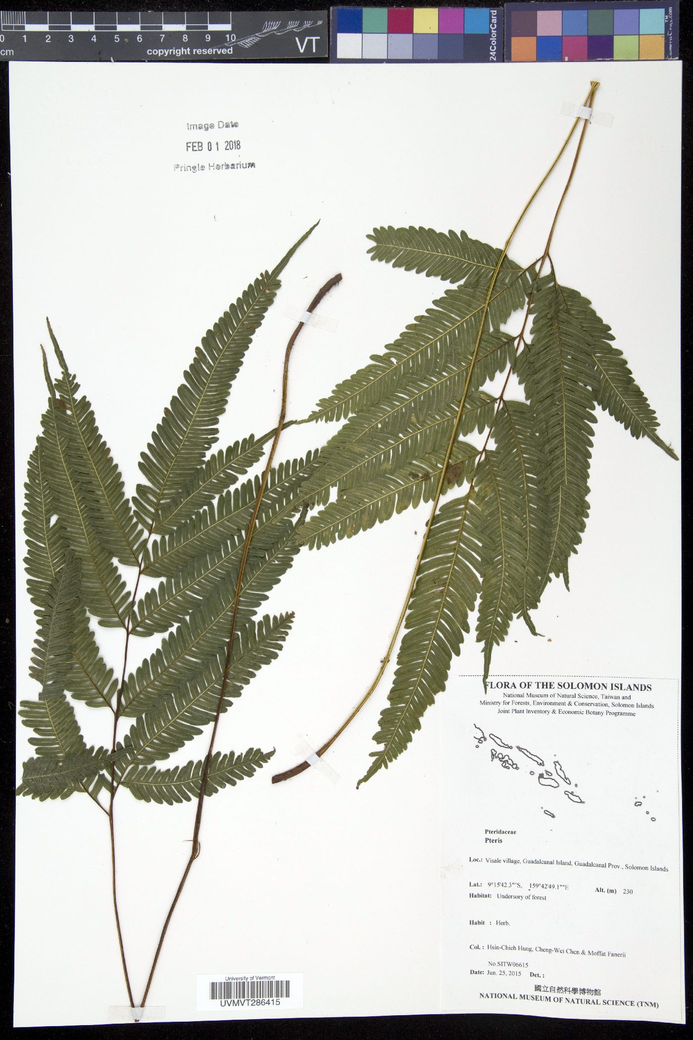 Pteris pacifica image