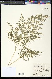 Image of Onychium japonicum