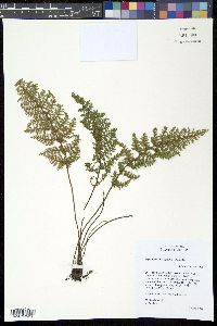 Image of Cheilanthes myriophylla