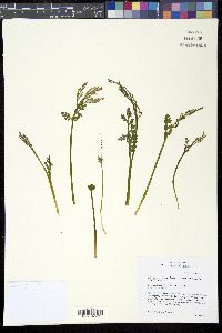 Botrychium matricariifolium image