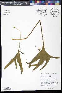 Image of Ophioglossum palmatum