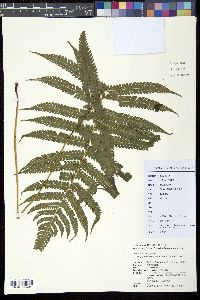 Glaphyropteridopsis rufostraminea image