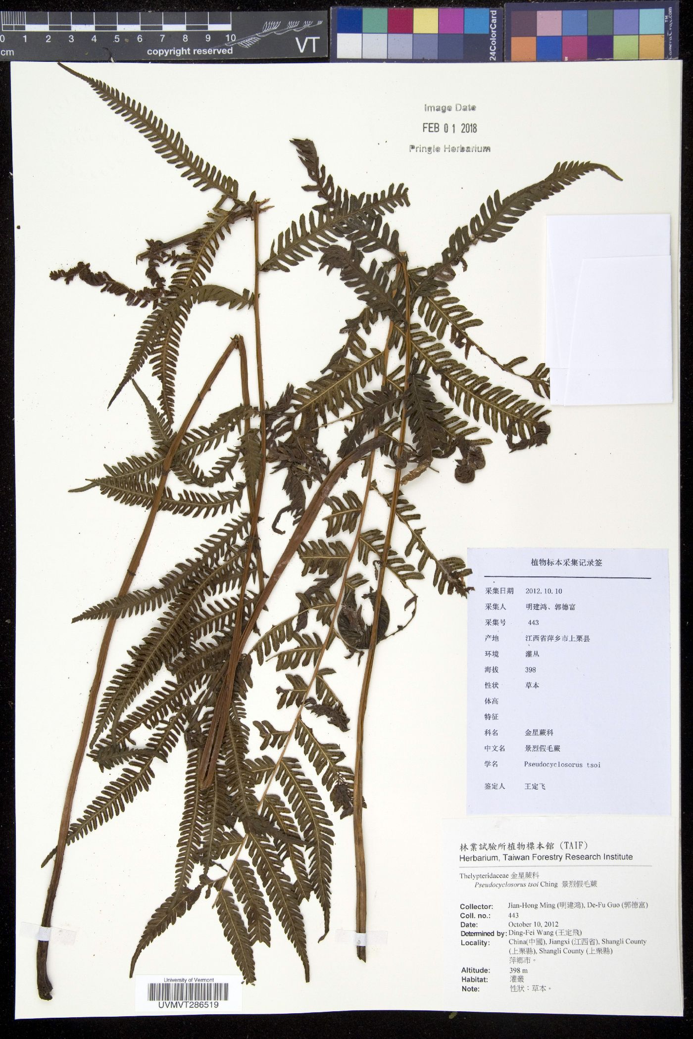 Pseudocyclosorus tsoi image