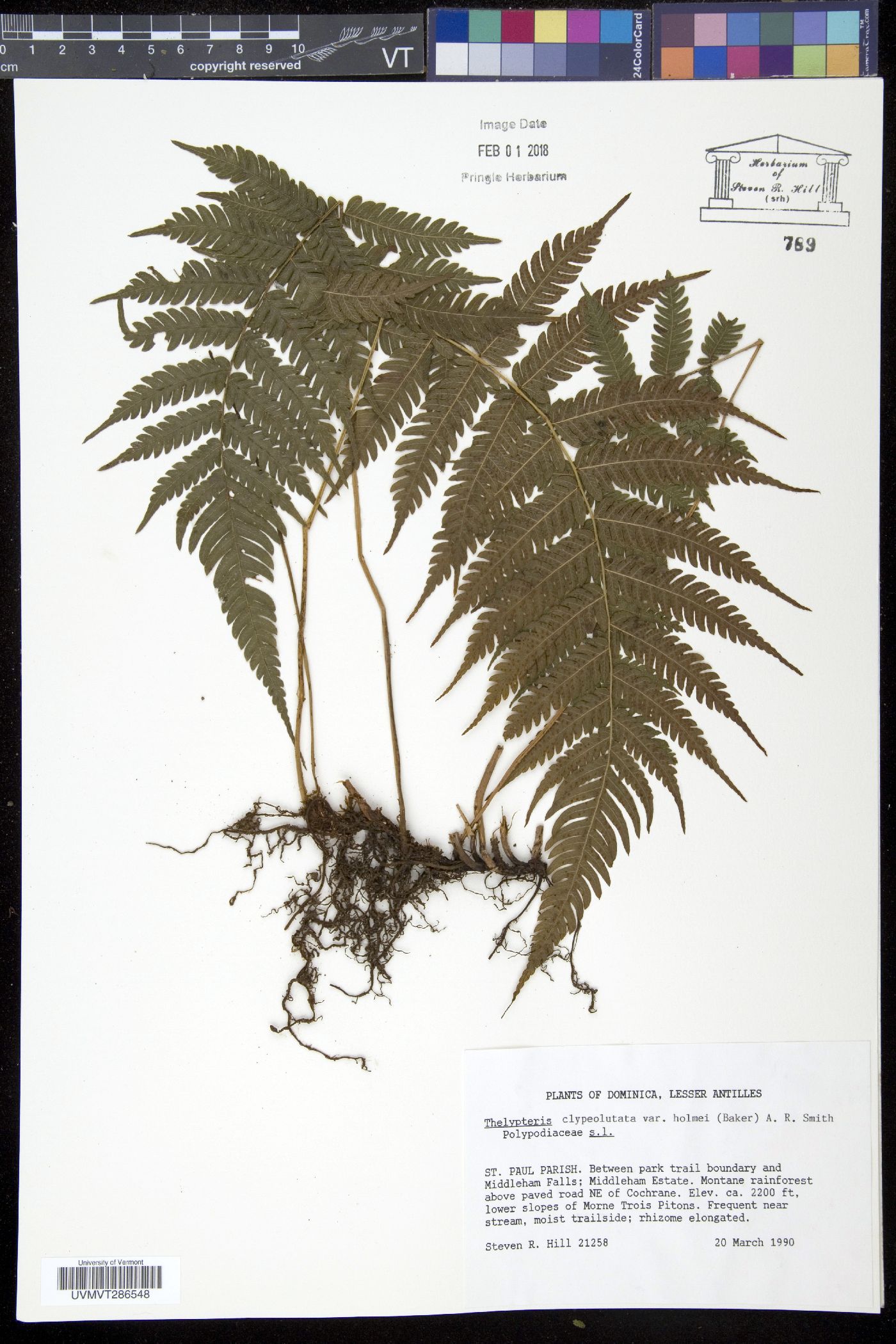 Steiropteris clypeolutata var. holmei image