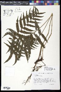 Steiropteris clypeolutata image