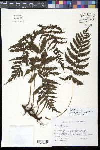 Steiropteris clypeolutata image