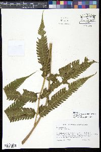 Steiropteris glandulosa image