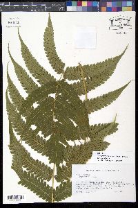 Steiropteris glandulosa image