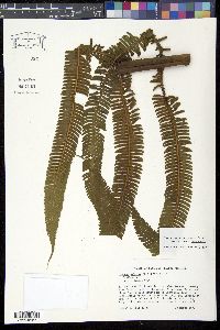 Steiropteris decussata image